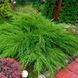 Можжевельник средний Минт Джулеп. (Juniperus pfitzeriana Mint Julep) Р9 CS2200 фото 1