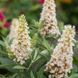 Буддлея батерфляй кенді Літл Вайт. (Buddleja Butterfly Candy Little White) С2 CS2553 фото 3