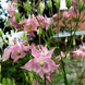 Aquilegia vulgaris, Ex. Pink &ndash; аквилегия обычная Ex. Pink Р9 V10081 фото 2