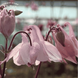 Aquilegia vulgaris, Ex. Pink &ndash; аквилегия обычная Ex. Pink Р9 V10081 фото 1