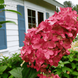 Гортензія волотиста &lsquo;Magical Vesuvio&rsquo; (Hydrangea paniculata Magical Vesuvio) 5-річна, горщик С10 R2745 фото 1