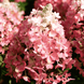 Гортензія волотиста &lsquo;Magical Vesuvio&rsquo; (Hydrangea paniculata Magical Vesuvio) 5-річна, горщик С10 R2745 фото 3