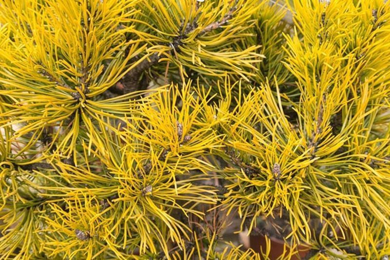 Сосна горная Карстенс Винтерголд. (Pinus mugo Carstens Wintergold) С10 CS2300 фото
