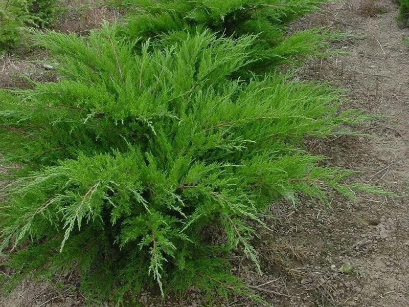 Можжевельник средний Минт Джулеп. (Juniperus pfitzeriana Mint Julep) Р9 CS2200 фото