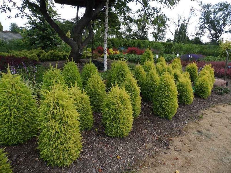 Можжевельник обыкновенный Голд Кон. (Juniperus communis Gold Cone) С3 CS2250 фото