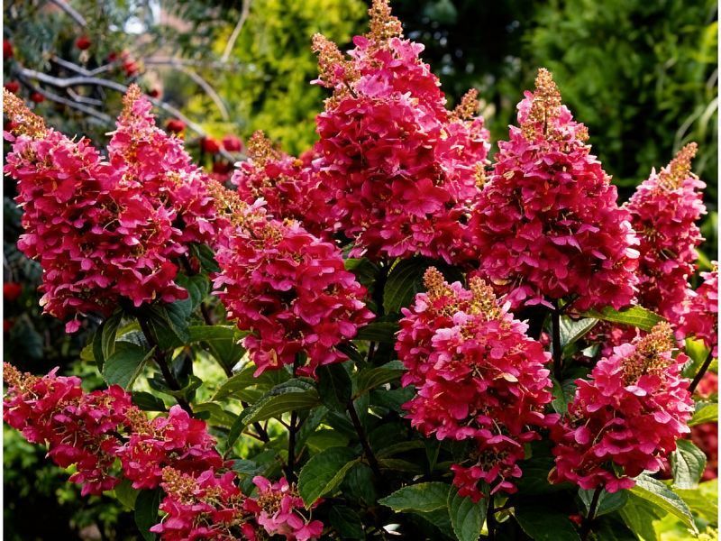 Гортензія волотиста &lsquo;Magical Vesuvio&rsquo; (Hydrangea paniculata Magical Vesuvio) 5-річна, горщик С10 R2745 фото