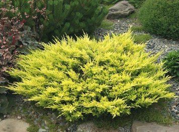 Ялівець горизонтальний Лайм Глоу. (Juniperus horizontalis Lime Glow) С7,5 CS2201 фото
