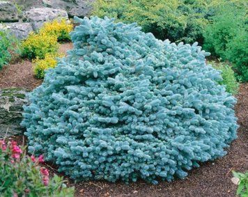 Ель колючая Вуйк. (Picea pungens Vuyk) С15 CS2101 фото