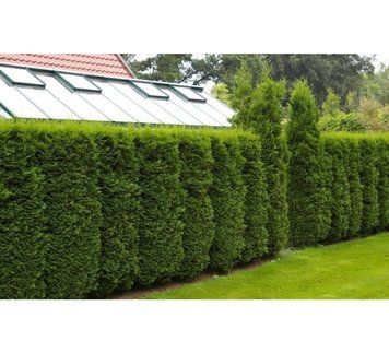 Туя западная Брабант. (Thuja оccidentalis Brabant) С3 высота 70-80см CS2401 фото