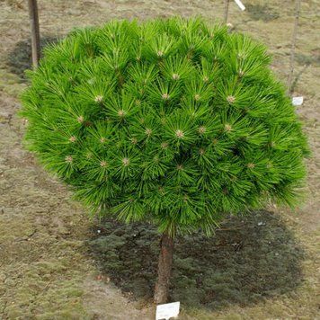 Сосна густоцветная Лоу Глоу. (Pinus densiflora Low Glow) С5 CS2301 фото