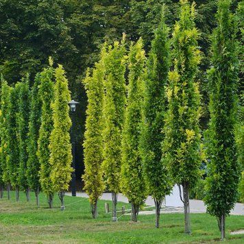 Дуб болотяний Грін Пілар. (Quercus palustris Green Pillar) С12 CS2451 фото