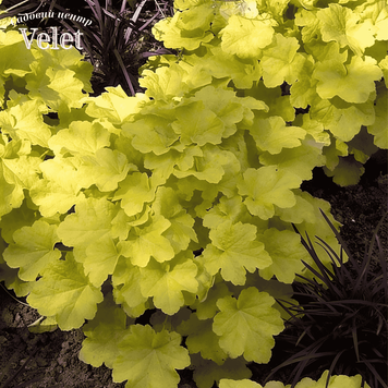 Гейхера Цитронелла (Heuchera Citronelle) &mdash; гейхера Цитронелла Р9 V10082 фото