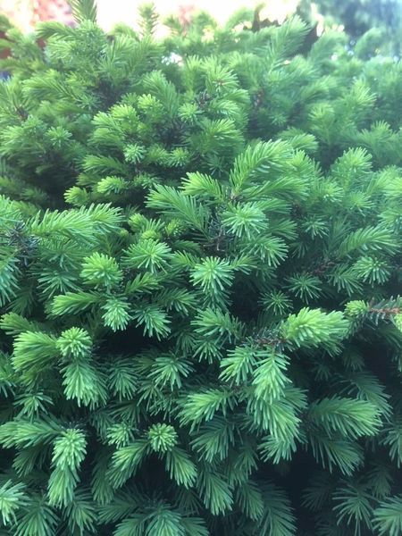 Ель сербская Керел. (Picea Omorika Karel) контейнер С1,5 CS2051 фото