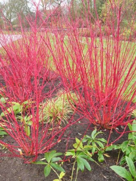 Дерен білий Елегантісіма. (Cornus alba Elegantissima) С3 CS2804 фото