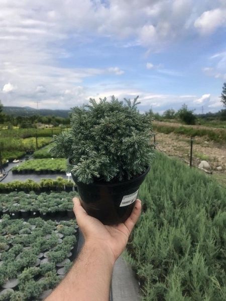 Кипарисовик горохоплідний Бебі Блю Chamaecyparis pisifera Baby Blue С2 R34350 фото
