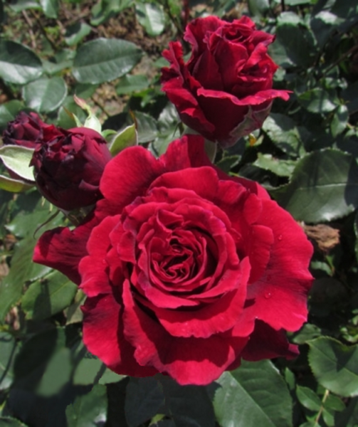 Роза Вельвет Фрагранс. (Velvet Fragrance) Ч/Г CS1174 фото