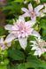 Клематис Мульти Пинк. (Clematis Multi Pink) III группа ОКС CS1724 фото 3