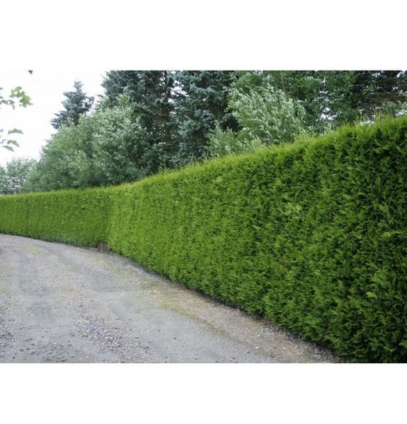 Туя западная Брабант. (Thuja оccidentalis Brabant) С3 высота 70-80см CS2401 фото