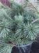 Сосна веймутова Блю Джей. (Pinus strobus Blue Jay) С35 CS2351 фото 5