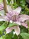 Клематис Мульти Пинк. (Clematis Multi Pink) III группа ОКС CS1724 фото 4