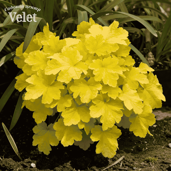 Гейхера Цитронелла (Heuchera Citronelle) &mdash; гейхера Цитронелла Р9 V10082 фото