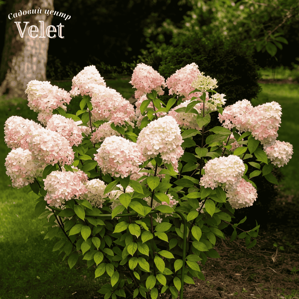 Саженцы гортензии метельчатой ​​Грандифлора (Hydrangea paniculata Grandiflora) 5-летняя, С3 R52845 фото