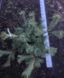Сосна веймутова Блю Джей. (Pinus strobus Blue Jay) С35 CS2351 фото 4