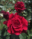 Роза Вельвет Фрагранс. (Velvet Fragrance) Ч/Г CS1174 фото 3