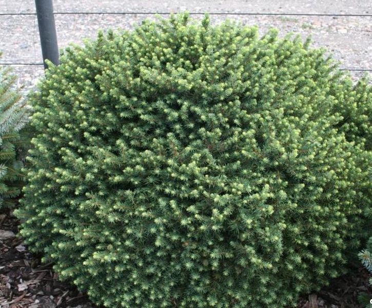 Ель сербская Керел. (Picea Omorika Karel) контейнер С1,5 CS2051 фото