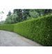 Туя западная Брабант. (Thuja оccidentalis Brabant) С3 высота 70-80см CS2401 фото 2