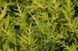 Можжевельник Пфитцериана Голд Киссен. (Juniperus pfitzeriana Goldkissen) С3 CS2251 фото 2