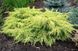 Можжевельник Пфитцериана Голд Киссен. (Juniperus pfitzeriana Goldkissen) С3 CS2251 фото 3