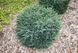 Ель сербская Керел. (Picea Omorika Karel) контейнер С1,5 CS2051 фото 4