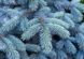 Ялина колюча Вуйк. (Picea pungens Vuyk) С15 CS2101 фото 2