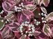 Дерен білий Елегантісіма. (Cornus alba Elegantissima) С3 CS2804 фото 4