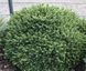 Ель сербская Керел. (Picea Omorika Karel) контейнер С1,5 CS2051 фото 3