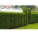 Туя западная Брабант. (Thuja оccidentalis Brabant) С3 высота 70-80см CS2401 фото 1