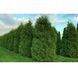 Туя западная Брабант. (Thuja оccidentalis Brabant) С3 высота 70-80см CS2401 фото 3