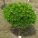Сосна густокольорова Лоу Глоу. (Pinus densiflora Low Glow) С5 CS2301 фото 1