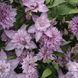 Клематис Мульти Пинк. (Clematis Multi Pink) III группа ОКС CS1724 фото 1