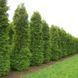 Туя западная Брабант. (Thuja оccidentalis Brabant) С3 высота 70-80см CS2401 фото 4