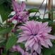 Клематис Мульти Пинк. (Clematis Multi Pink) III группа ОКС CS1724 фото 2