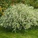 Дерен білий Елегантісіма. (Cornus alba Elegantissima) С3 CS2804 фото 1