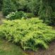 Можжевельник Пфитцериана Голд Киссен. (Juniperus pfitzeriana Goldkissen) С3 CS2251 фото 1