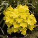 Гейхера Цитронелла (Heuchera Citronelle) &mdash; гейхера Цитронелла Р9 V10082 фото 2