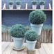 Кипарисовик горохоплідний Бебі Блю Chamaecyparis pisifera Baby Blue С2 R34350 фото 1