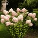 Саженцы гортензии метельчатой ​​Грандифлора (Hydrangea paniculata Grandiflora) 5-летняя, С3 R52845 фото 2