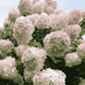 Саженцы гортензии метельчатой ​​Грандифлора (Hydrangea paniculata Grandiflora) 5-летняя, С3 R52845 фото 1