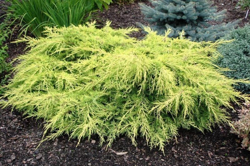 Можжевельник Пфитцериана Голд Киссен. (Juniperus pfitzeriana Goldkissen) С3 CS2251 фото