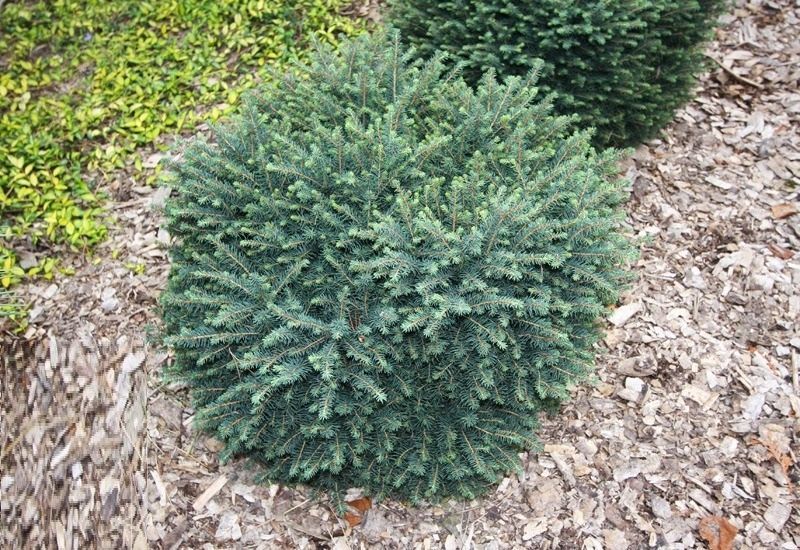 Ель сербская Керел. (Picea Omorika Karel) контейнер С1,5 CS2051 фото